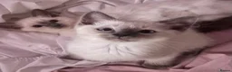 Ragdoll cats for sale: 🩵 Beautiful Pure Blue Point Ragdolls 🩵(two left) - Advert 10