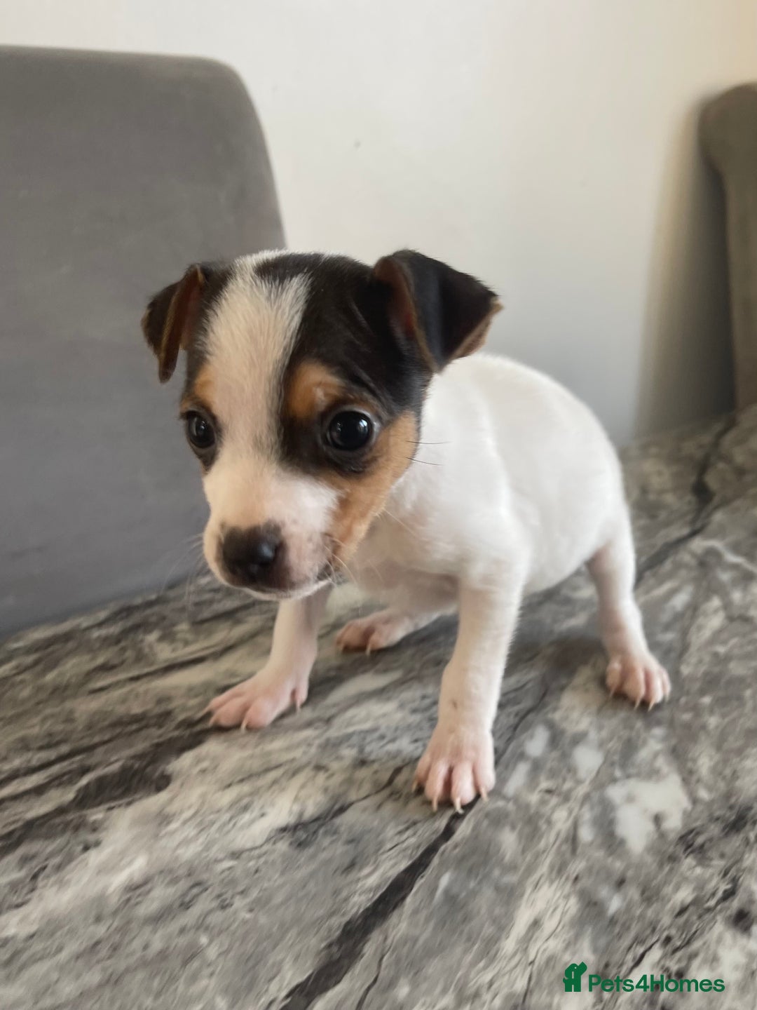 Jack Russell dogs for sale: READY NOW! OutstandingJack Russell puppies - Advert 13