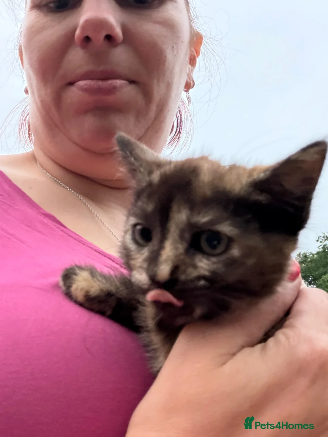 Mixed Breed cats for sale: Friendly farm kittens  - Advert 1