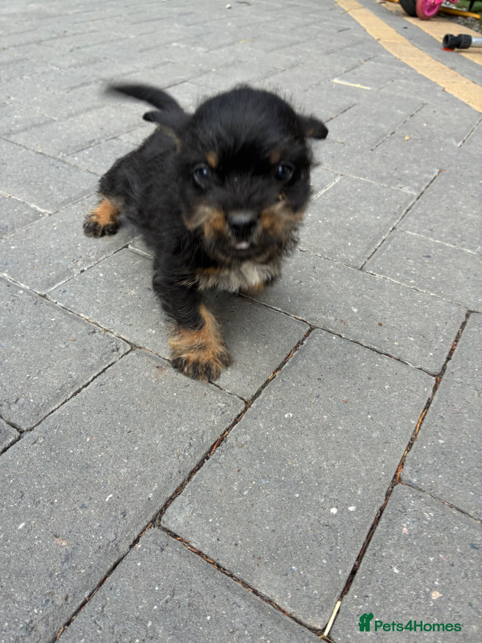 Mixed Breed dogs for sale: Jack Russell x Yorkshire Terrier  - Advert 6