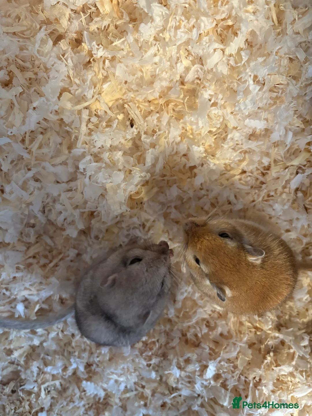 Gerbil rodents for sale: Beautiful gerbils for a loving home  - Advert 2