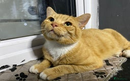 Mixed Breed cats for sale: Gorgeous boy for rehoming🐱 READ DESCRIPTION!!  - Image 5