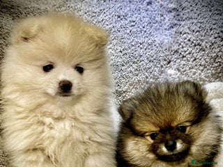 Pomeranian dogs Pomeranian Pups-READY 4 NEW HOMES❗️ - Advert 17
