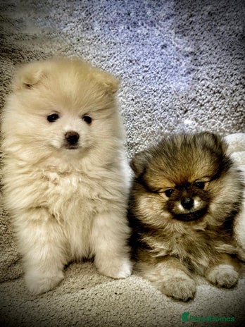 Pomeranian dogs Pomeranian Pups-READY 4 NEW HOMES❗️ - Advert 4