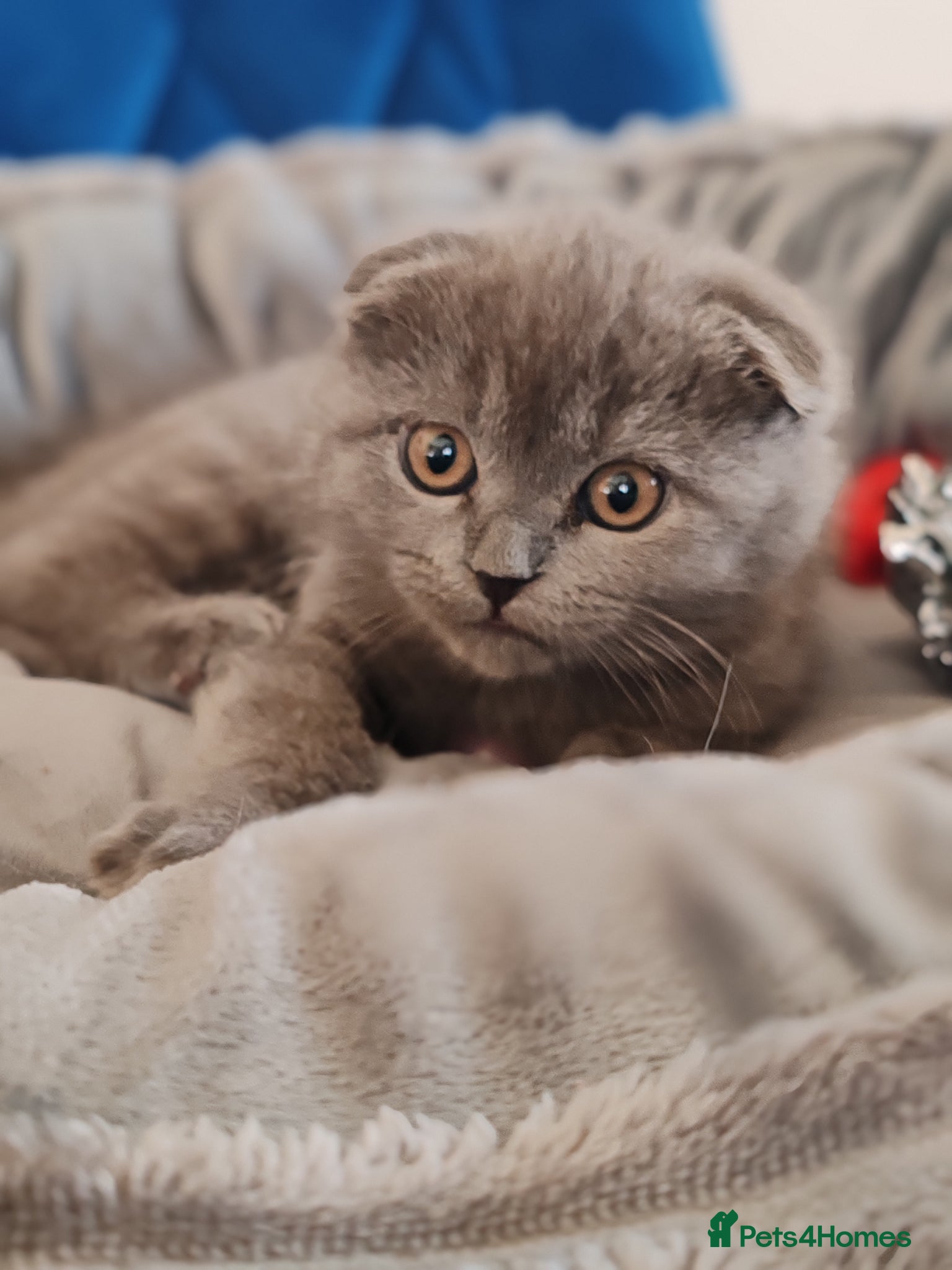 Scottish Fold cats Last 2 😺 Scottish fold x BSH left.  - Advert 2