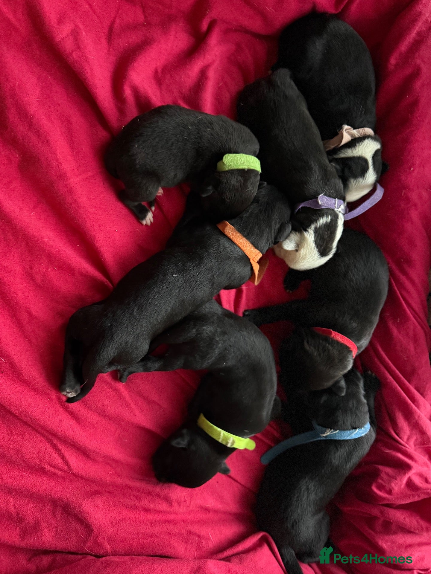 Mixed Breed dogs Husky/staff corso/presa pups  - Advert 10