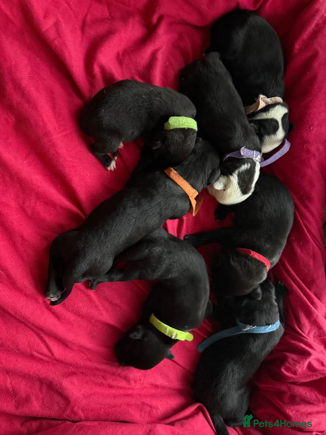 Mixed Breed dogs for sale: Husky/staff corso/presa pups  in Birmingham - Advert 1