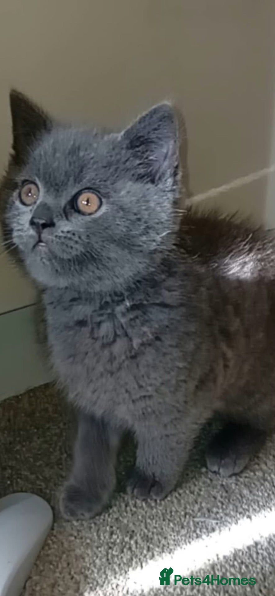British Shorthair cats Last boy left!!! Ready to leave now!!!  - Advert 2