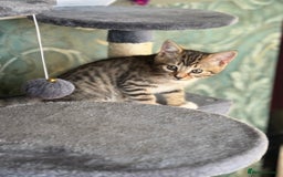 Mixed Breed cats for sale: Beautiful kitten available  - Image 4