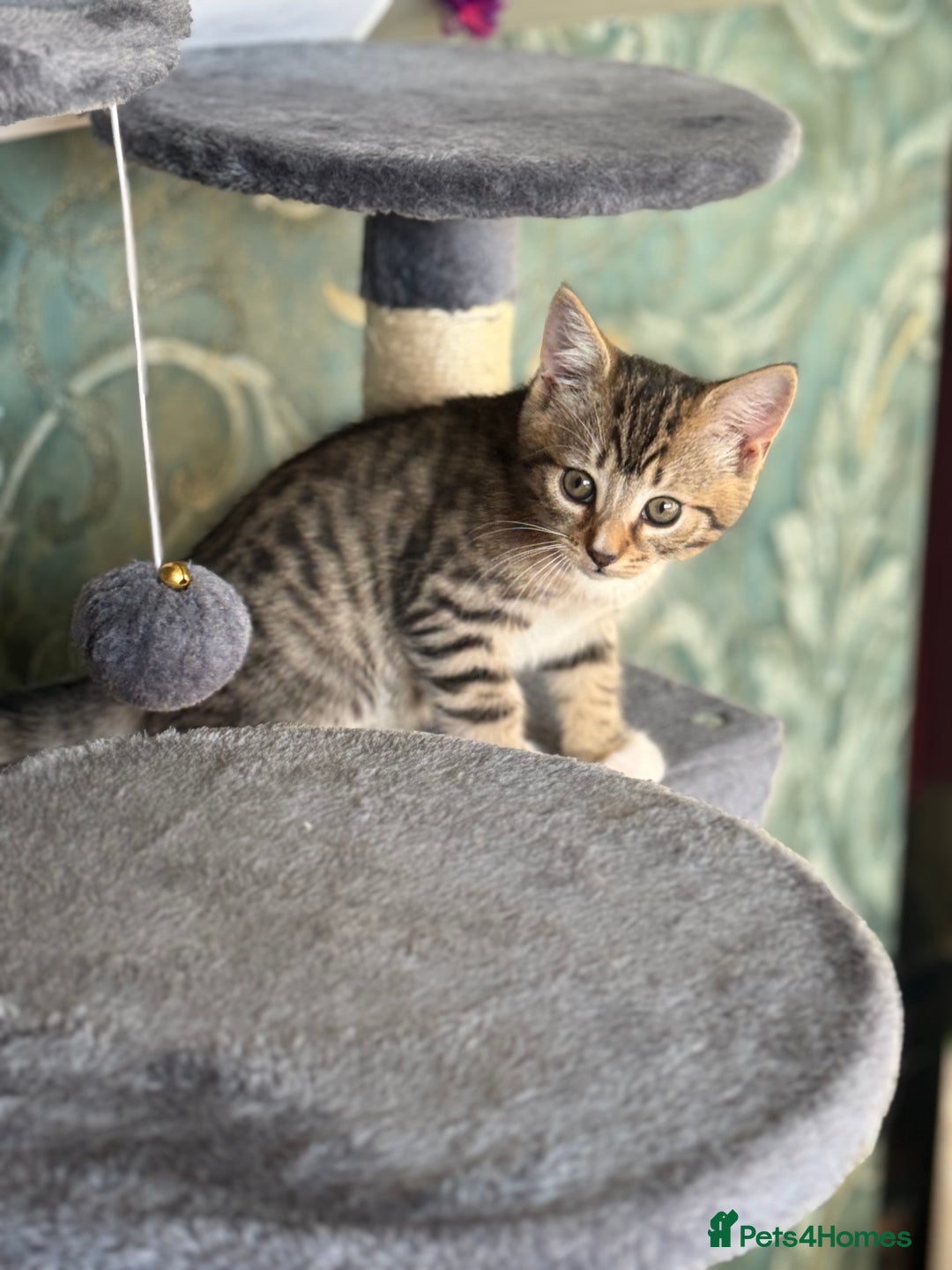 Mixed Breed cats for sale: Beautiful kitten available  - Image 4