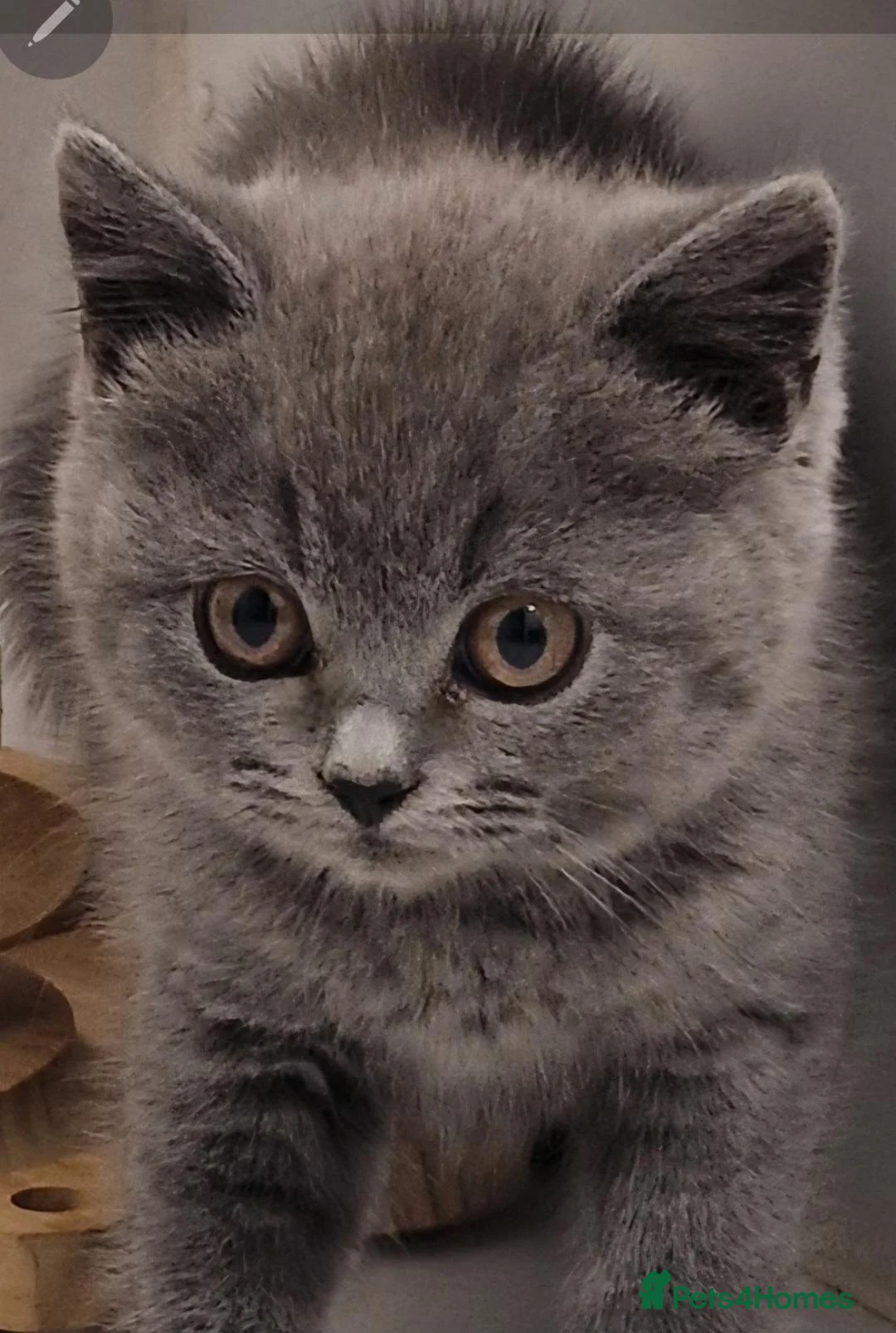 British Shorthair cats for sale: Gorgeous gccf reg kittens for sale  - Advert 1
