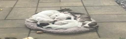 Mixed Breed dogs for sale: American Bully’s  in Newry - Advert 4