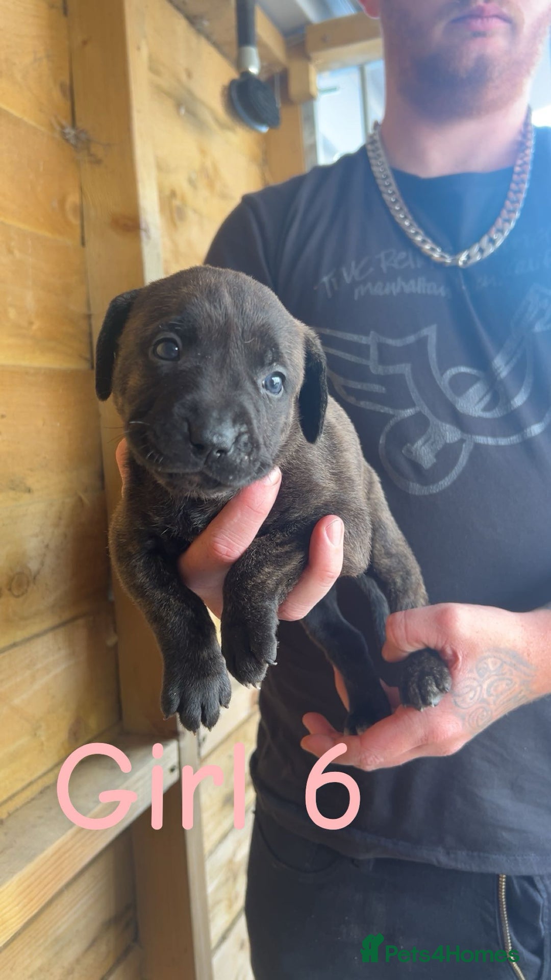 Presa Canario dogs for sale: Presa Canario  - Image 13