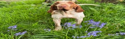 Bracco Italiano dogs for sale: KC TOP QUALITY BRACCO PUP AVAILABLE  - Advert 6