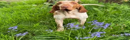 Bracco Italiano dogs for sale: KC TOP QUALITY BRACCO PUP AVAILABLE  - Advert 11