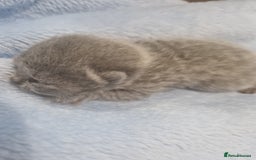 British Shorthair cats for sale: British Shorthair Kittens - Image 1