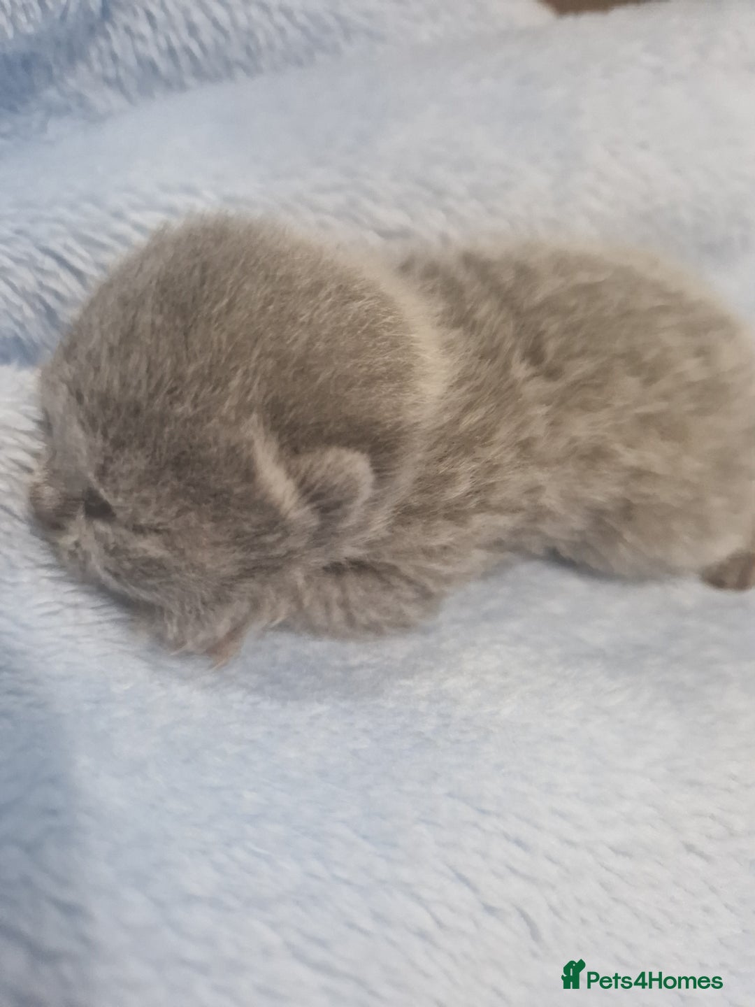 British Shorthair cats for sale: British Shorthair Kittens - Image 1
