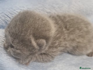 British Shorthair cats - Advert 3