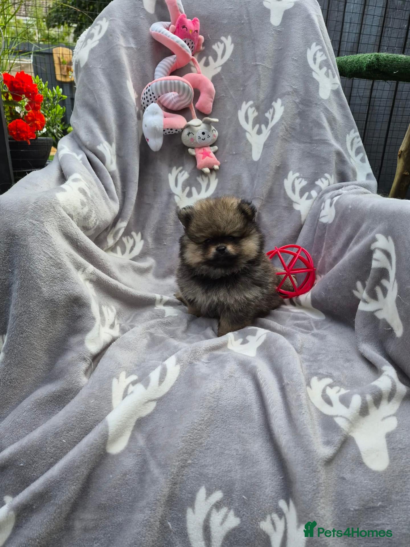 Pomeranian dogs Tiny Pomeranian Puppies - Advert 14