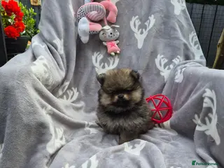Pomeranian dogs Tiny Pomeranian Puppies - Advert 14