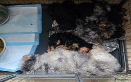 Cavapoo dogs for sale: Top quality cavapoo - Image 7