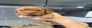 Cocker Spaniel 3