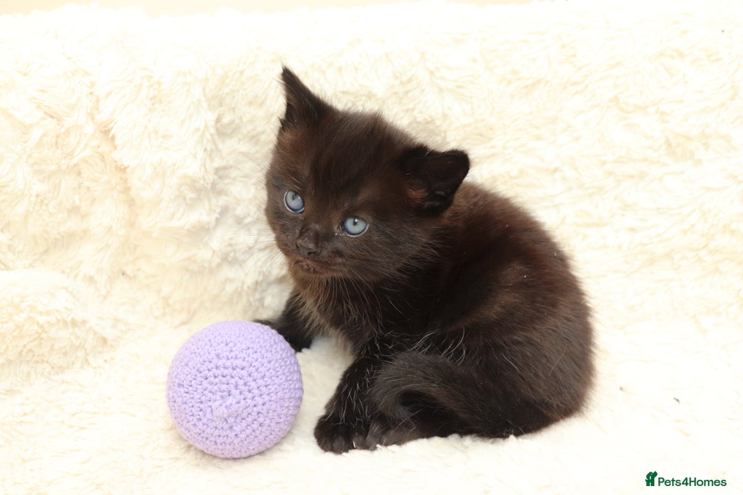 Mixed Breed cats for sale: Beautiful Kittens - Image 8