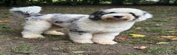 Old English Sheepdog dogs for stud: Unique midi sheepadoodle hybrid stud  - Advert 22