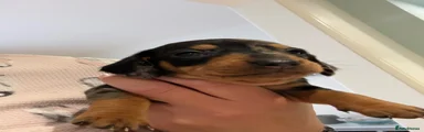 Miniature Dachshund Puppy 5