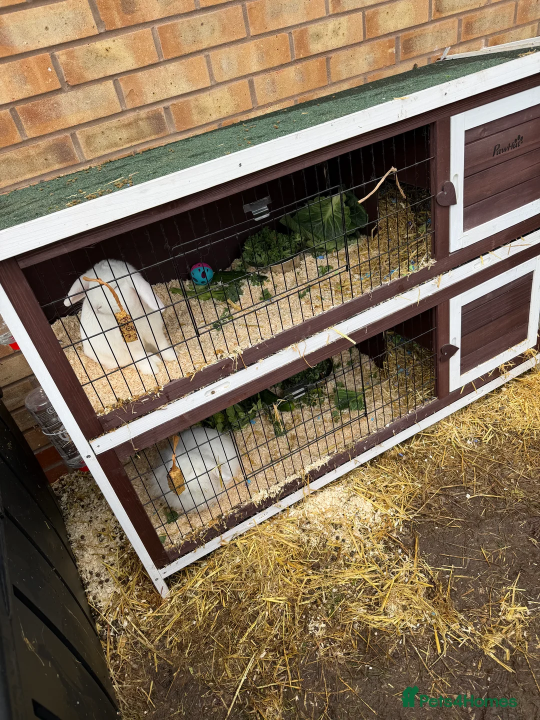 Mixed Breed rabbits for sale: 4 albino rabbits for sale - Advert 1
