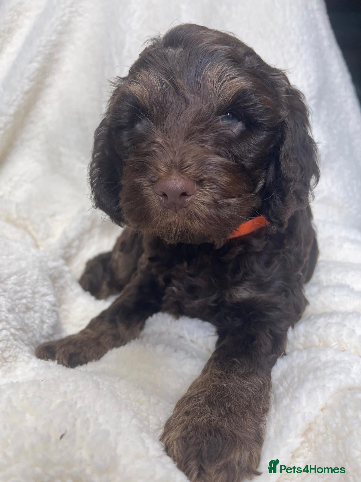 Cockapoo dogs Cockapoo puppies  - Advert 2