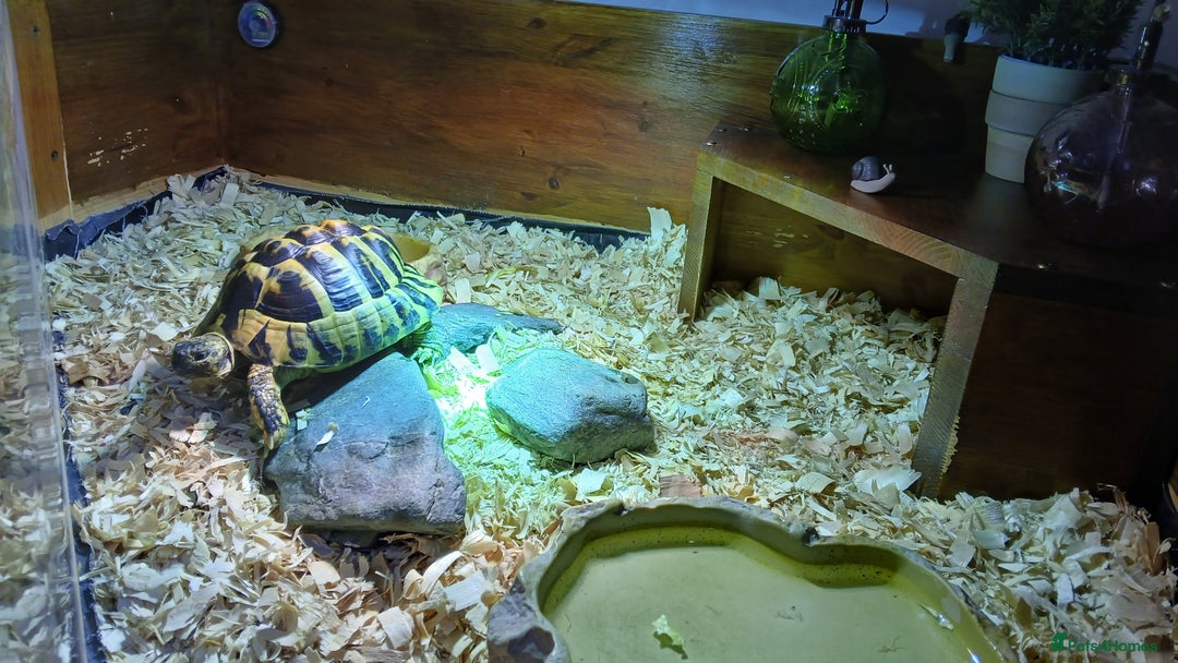 Hermann Tortoise reptiles for sale: Sir Gerald Shelldome and full set up - Image 8