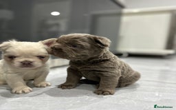 French Bulldog dogs for sale: Beautiful French bulldogs  - Advert 11
