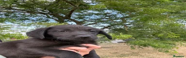 Labrador Retriever 3
