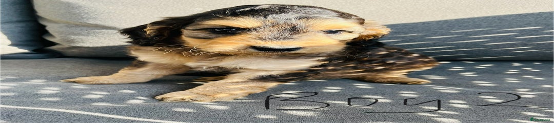 Cockapoo Puppy 2