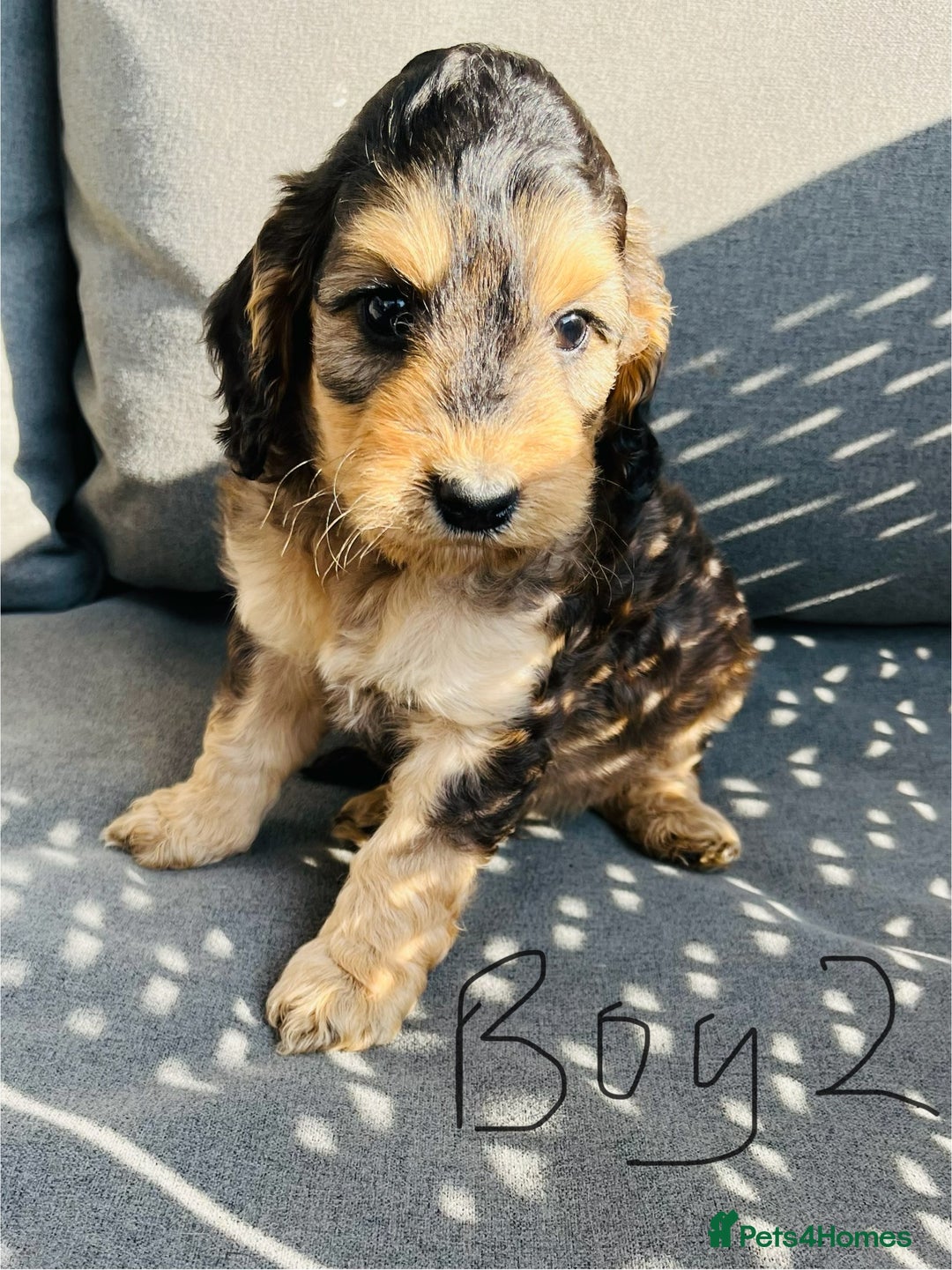 Cockapoo dogs for sale: F1 show Cockspoos (PRA Clear - Image 3