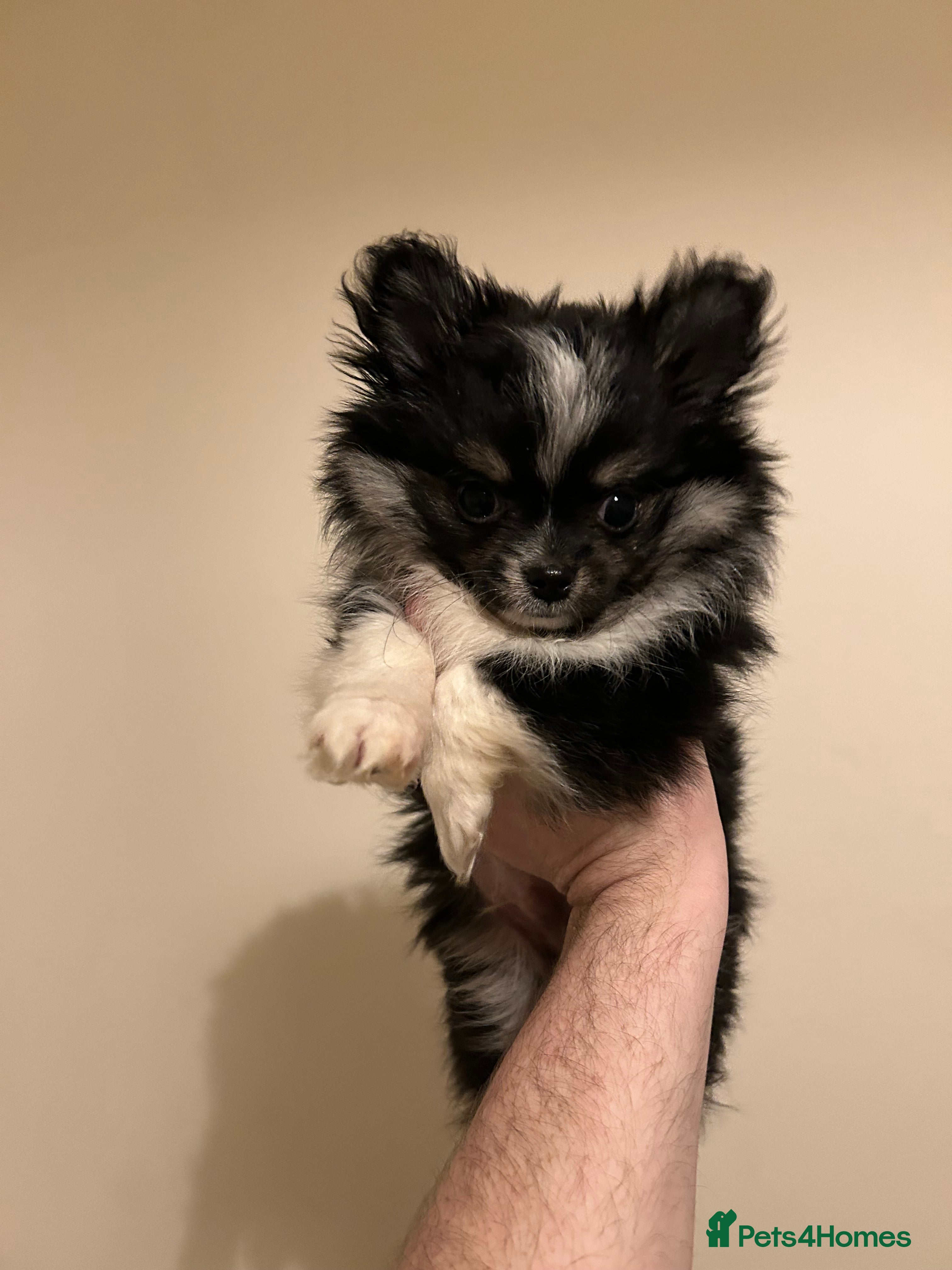 Chihuahua dogs Handsome Pomchi Boy - Advert 2