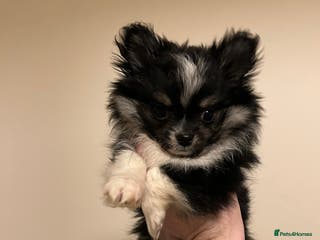 Chihuahua dogs Handsome Pomchi Boy - Advert 1