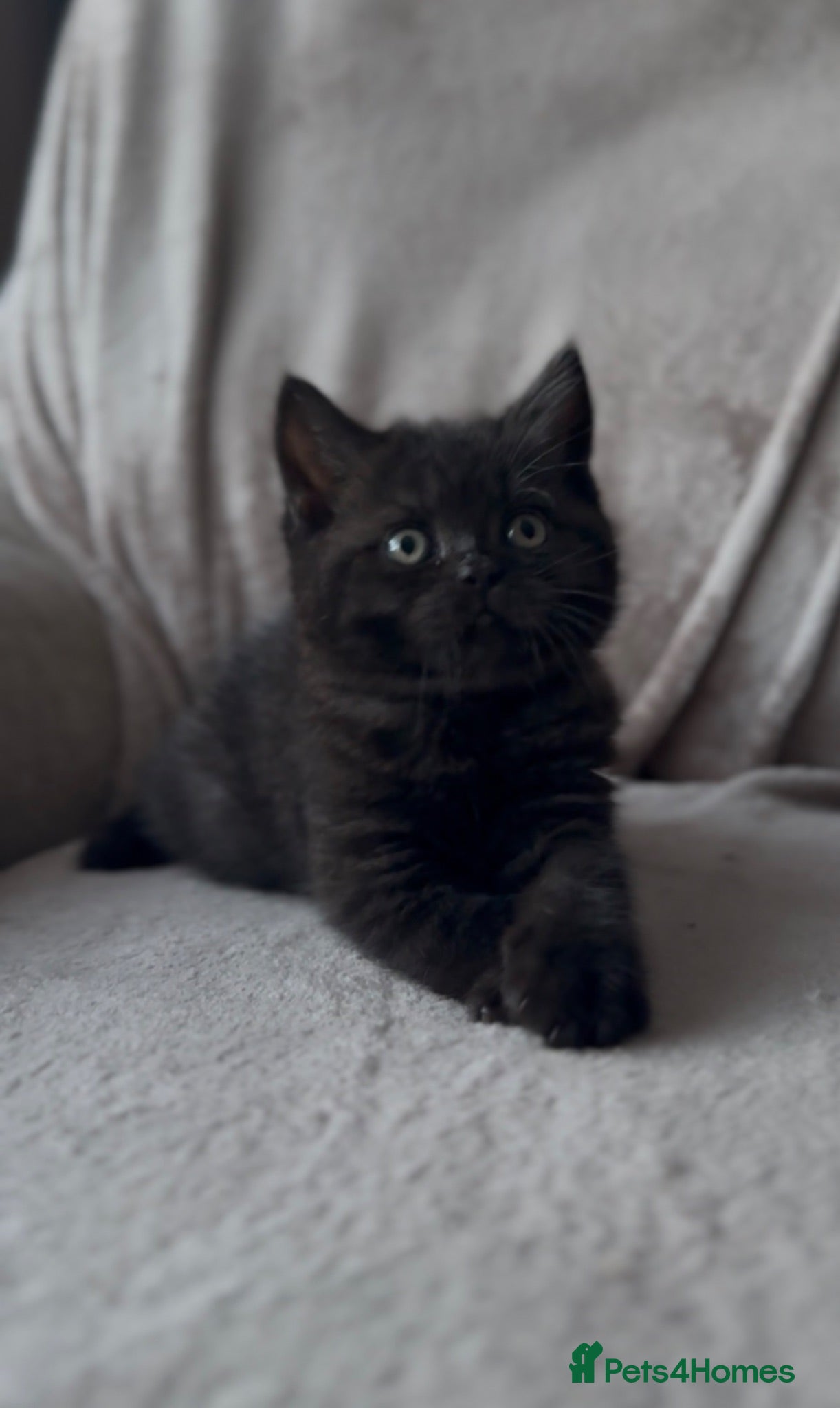 British Shorthair cats Champion bloodline BSH kittens- last 2 remaining‼️ - Advert 14