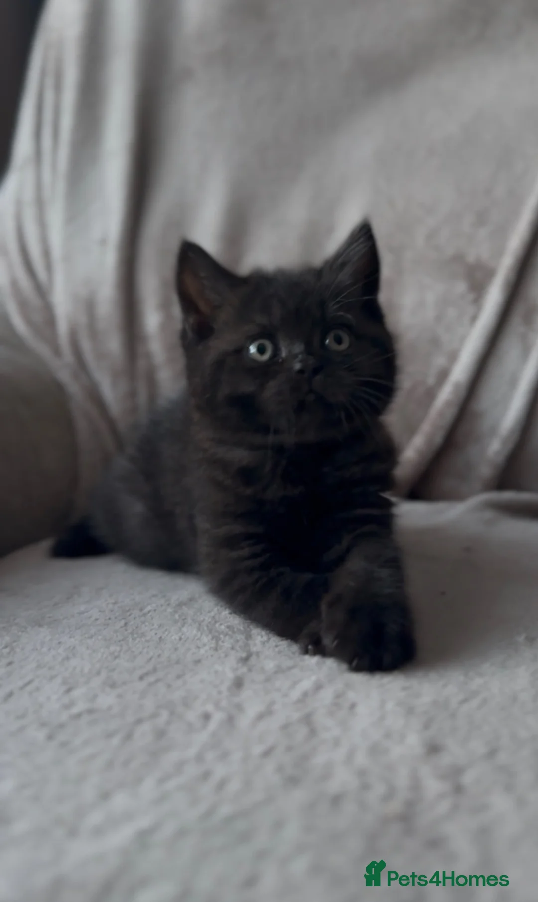 British Shorthair cats for sale: Champion bloodline BSH kittens- last 2 remaining‼️ - Advert 1
