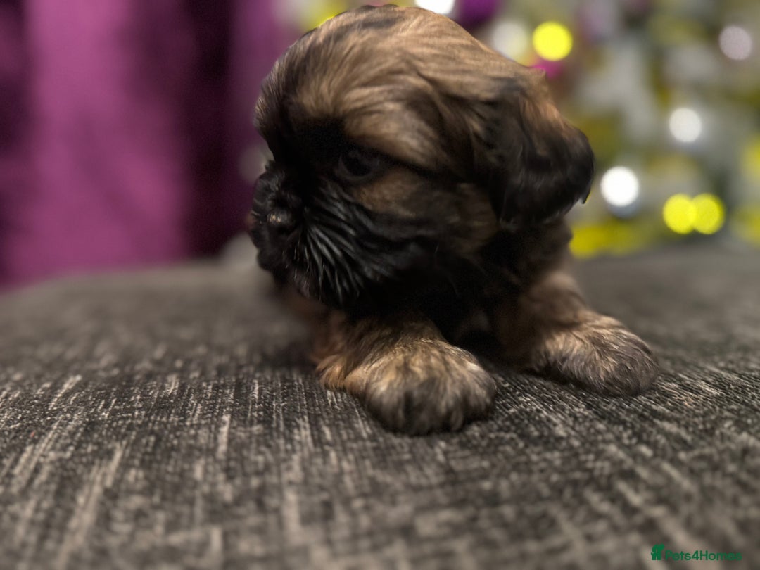 Mixed Breed dogs for sale: Beautiful pups looking for their forever home! - Advert 13