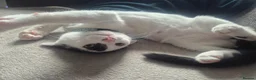 Mixed Breed cats for sale: Brother and sister  in Telford - Advert 1