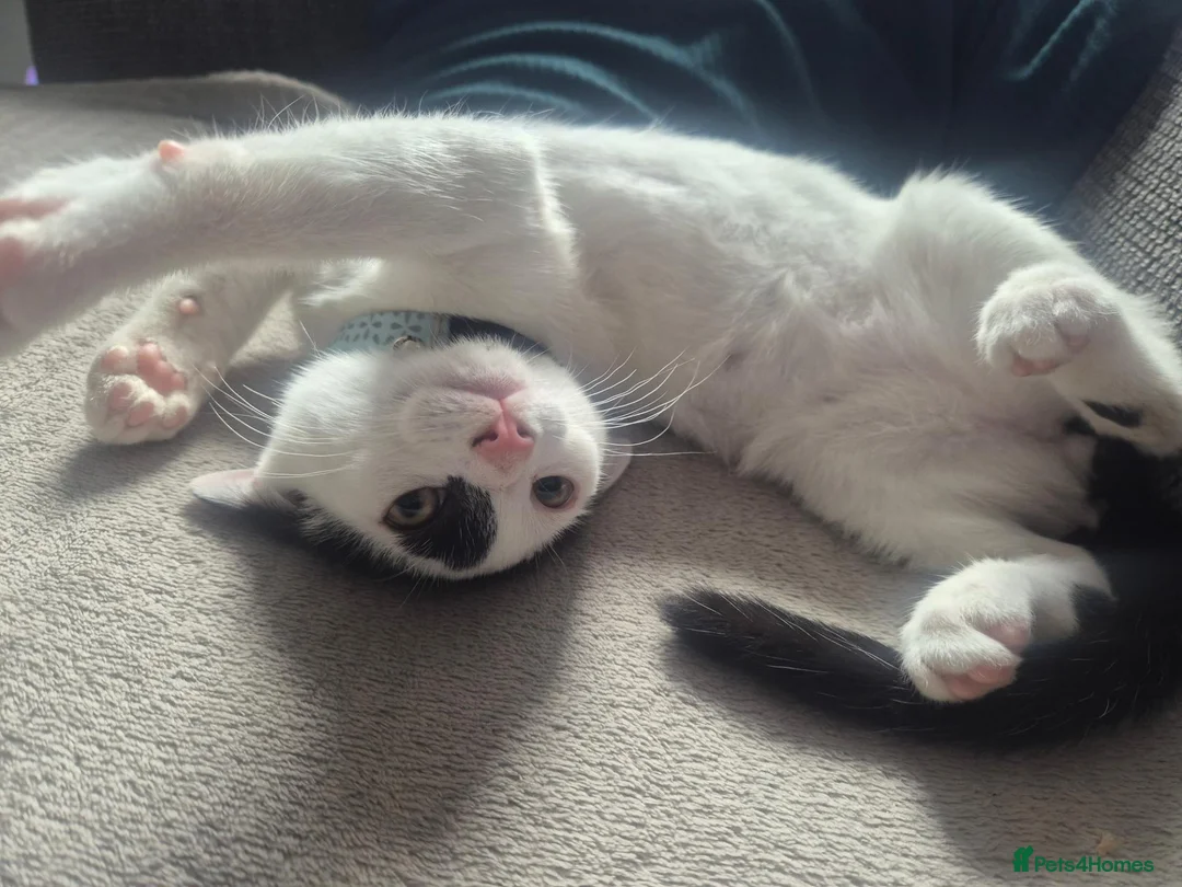 Mixed Breed cats for sale: Brother and sister  in Telford - Advert 1