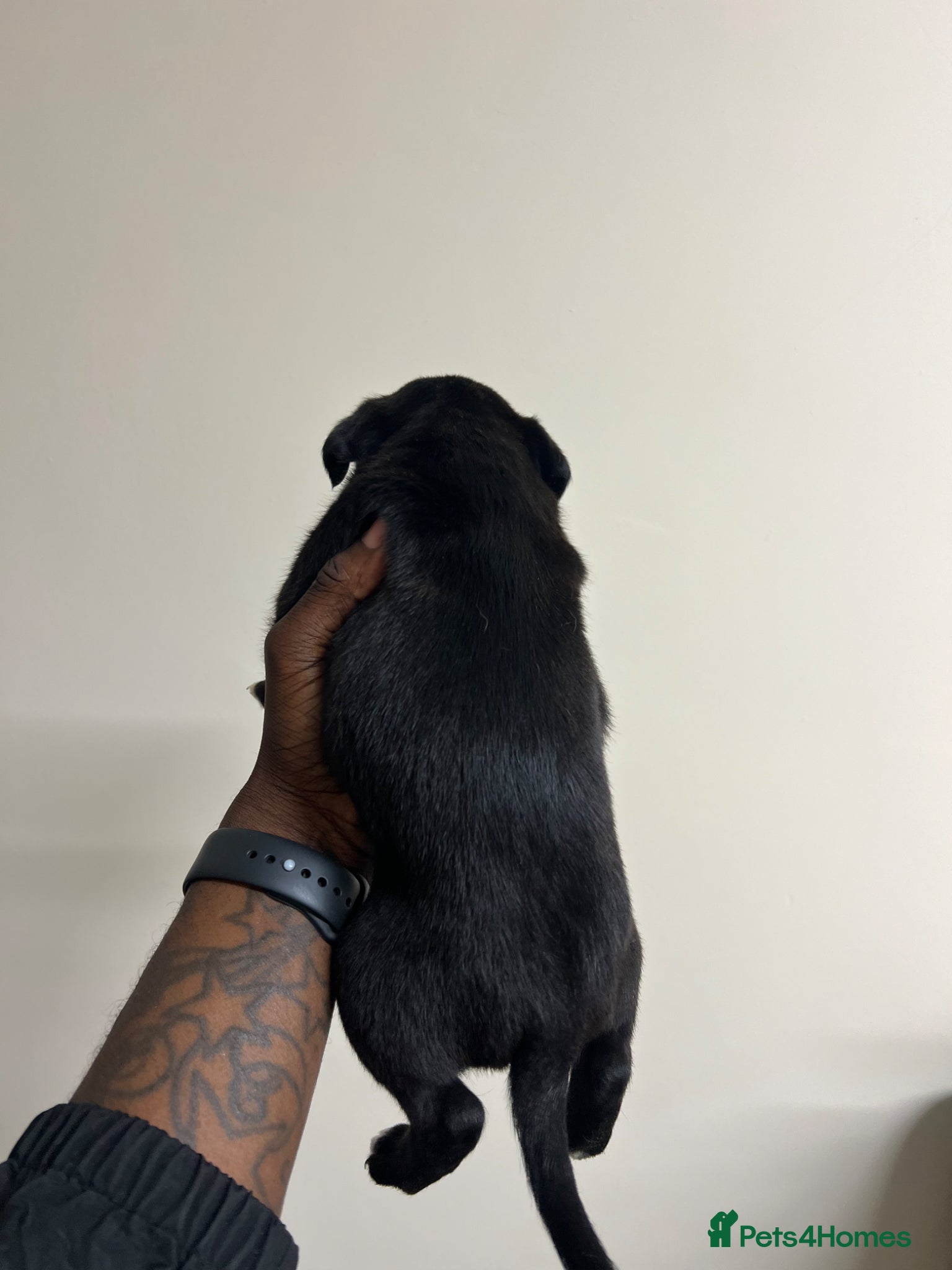 Staffordshire Bull Terrier dogs for sale: Beautiful Staffordshire Bull Terrier Mix Puppies in Manchester - Advert 24