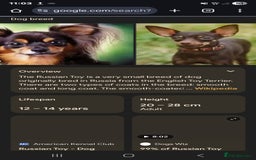 Russian Toy Terrier dogs for sale: Lovelly russian toy terrier female. - Image 2