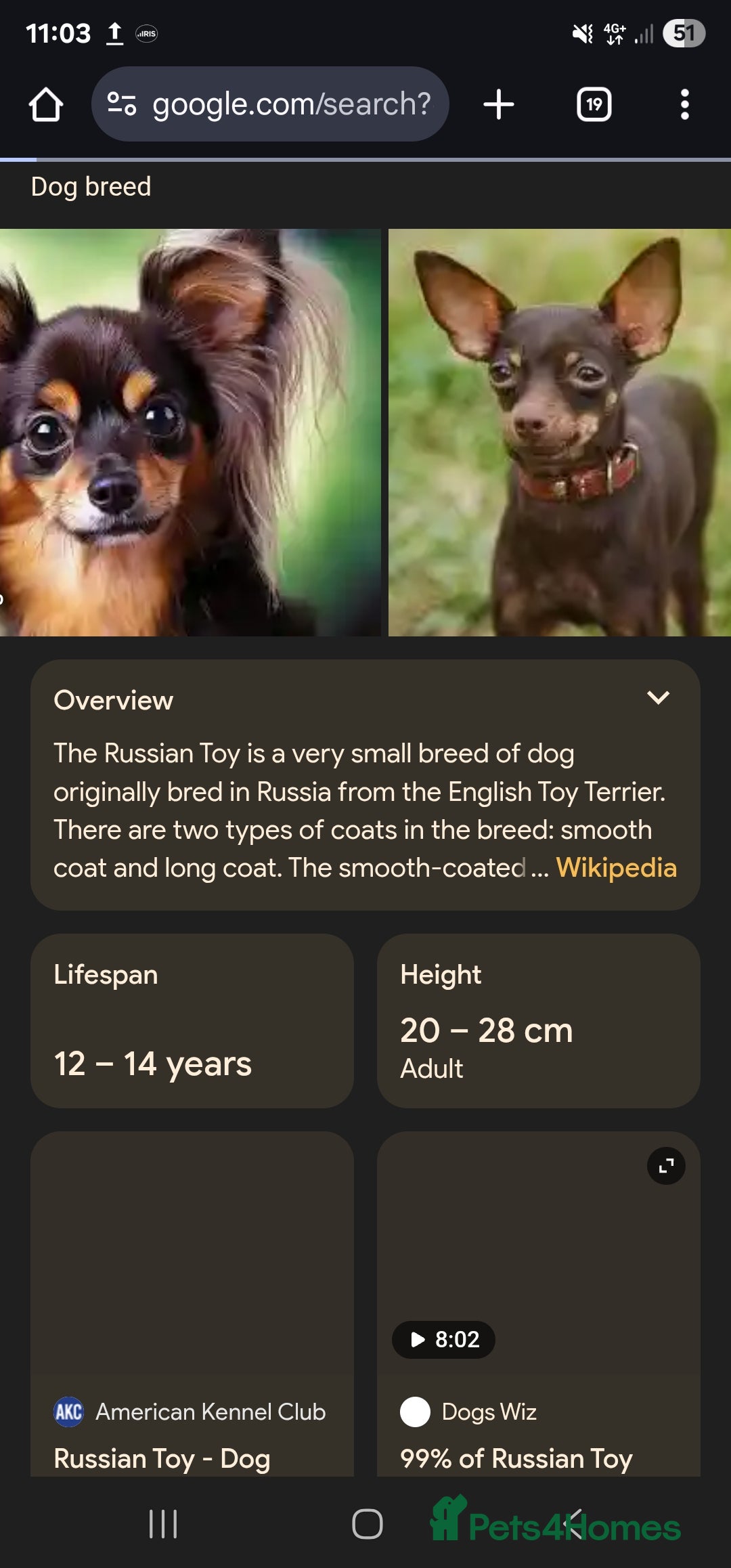 Russian Toy Terrier dogs for sale: Lovelly russian toy terrier female. - Image 2