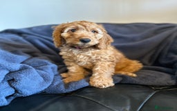 Cockapoo dogs for sale: 5 Gorgeous F2 Cockapoo Puppies Remaining!! 🐶 - Image 14