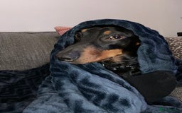 Miniature Dachshund dogs for stud: Miniature Dachshund for Stud - Black & Tan -  - Image 8