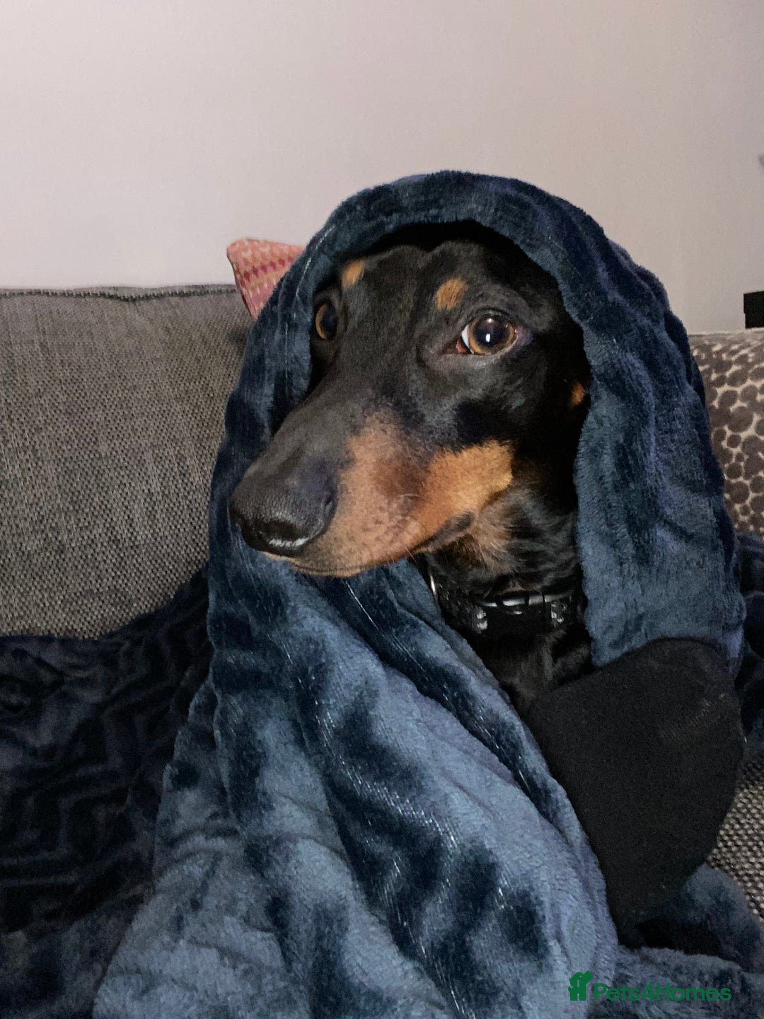 Miniature Dachshund dogs for stud: Miniature Dachshund for Stud - Black & Tan -  - Image 8