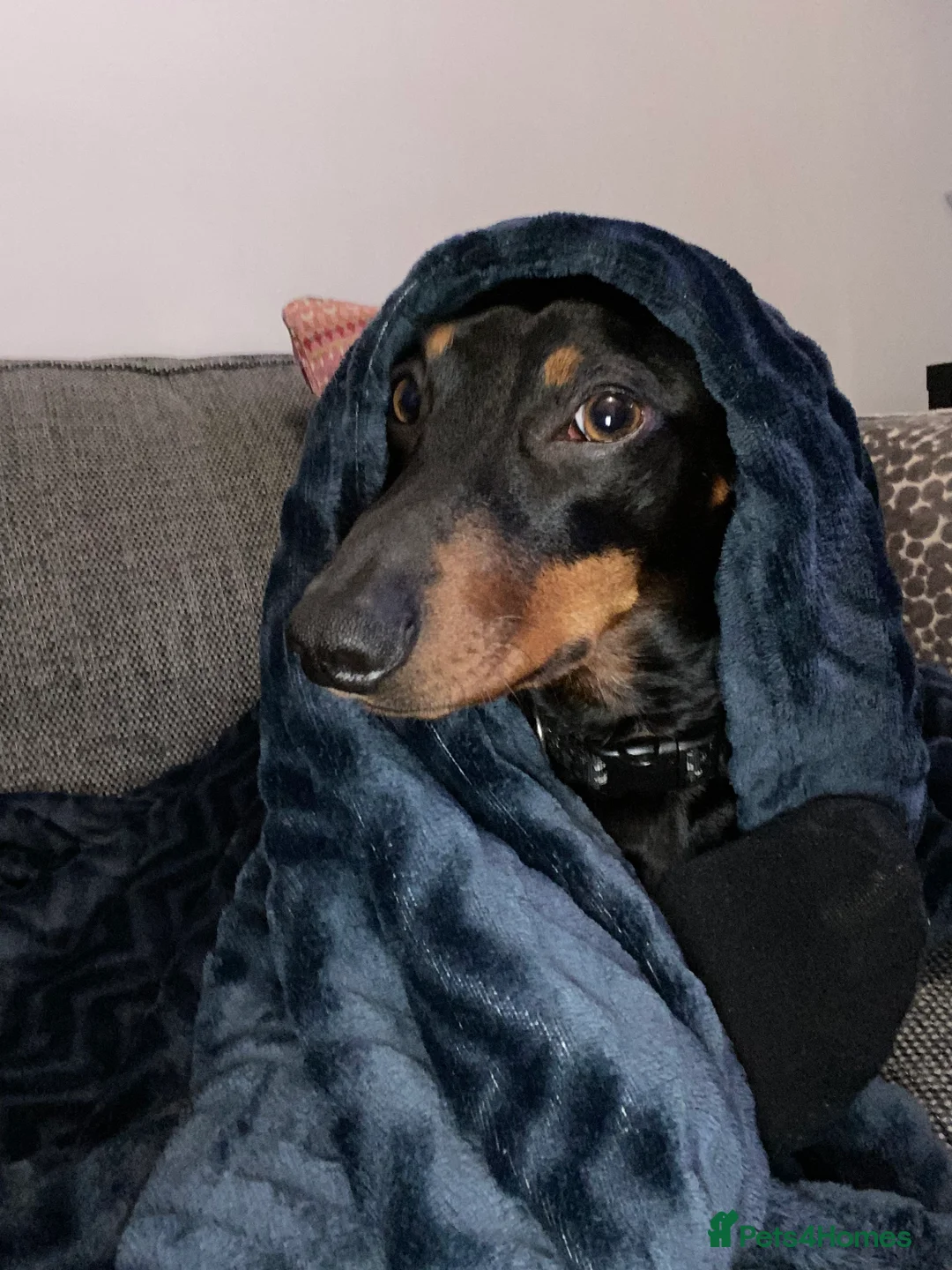 Miniature Dachshund dogs for stud: Miniature Dachshund for Stud - Black & Tan -  - Advert 8